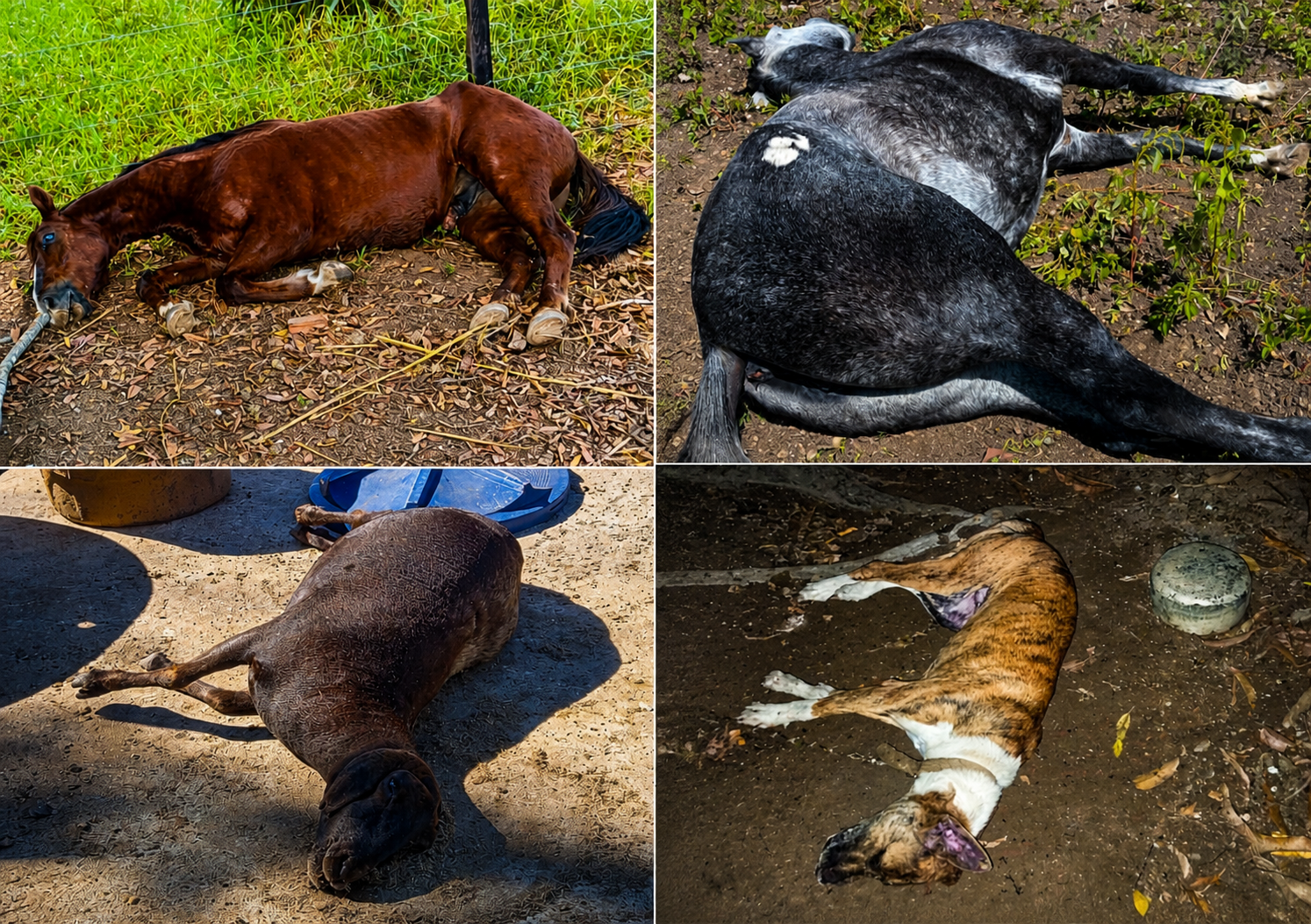 Ataque de abelhas deixa 4 animais mortos na região da Intans em Formosa do Rio Preto
