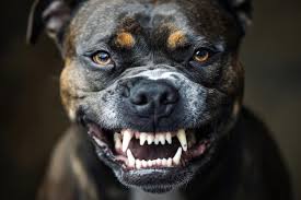 Justiça Animal: Pitbull Impede Sequestro e Ataca Suspeito