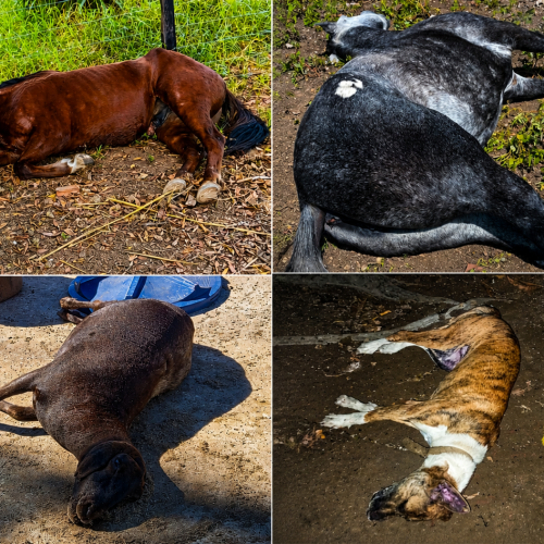 Ataque de abelhas deixa 4 animais mortos na região da Intans em Formosa do Rio Preto