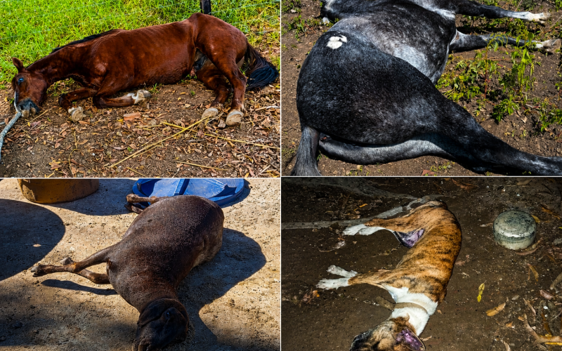 Ataque de abelhas deixa 4 animais mortos na região da Intans em Formosa do Rio Preto