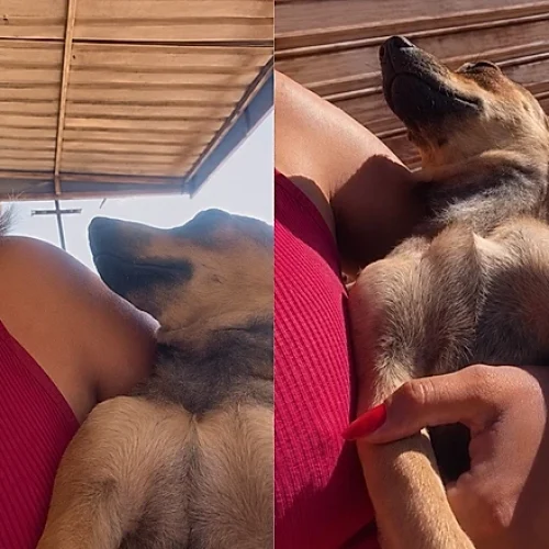 Mulher resgata cachorra achando que era sua e cena rende milhões de views na net.