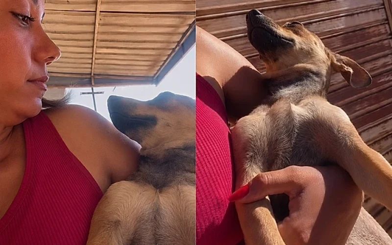 Mulher resgata cachorra achando que era sua e cena rende milhões de views na net.