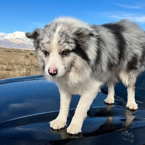 O trágico fim de Chutou: o cão que encantou milhões vira alvo da crueldade na China