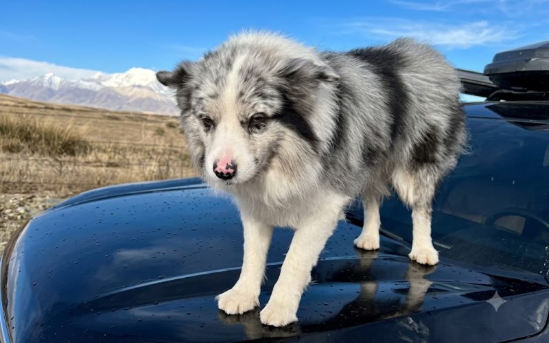 O trágico fim de Chutou: o cão que encantou milhões vira alvo da crueldade na China