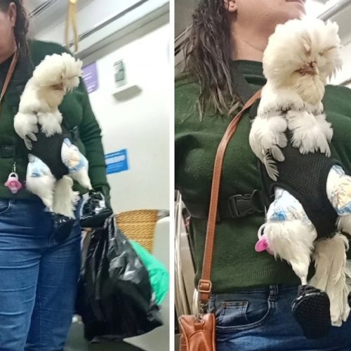Mulher é vista com galinha no cólo em metrô.
