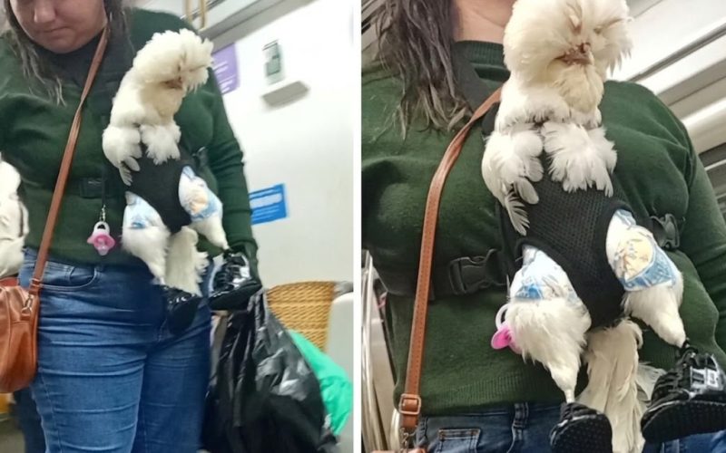 Mulher é vista com galinha no cólo em metrô.