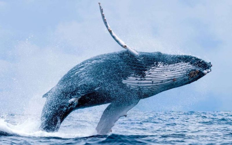 O Retorno das Baleias-Jubarte