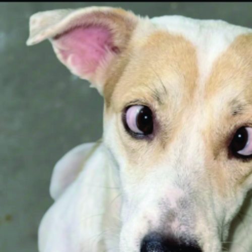 Luan Santana de Quatro Patas: O Cãozinho que Conquistou a Web pelo Olhar