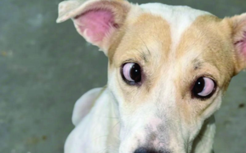 Luan Santana de Quatro Patas: O Cãozinho que Conquistou a Web pelo Olhar