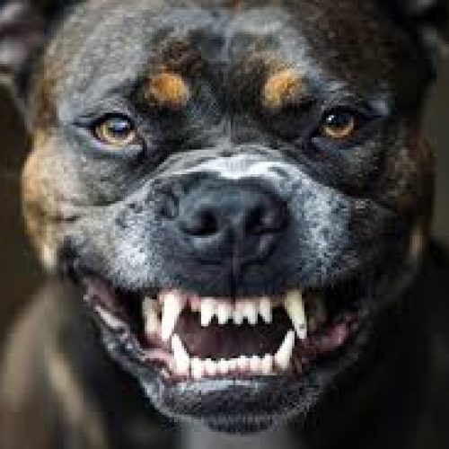 Justiça Animal: Pitbull Impede Sequestro e Ataca Suspeito