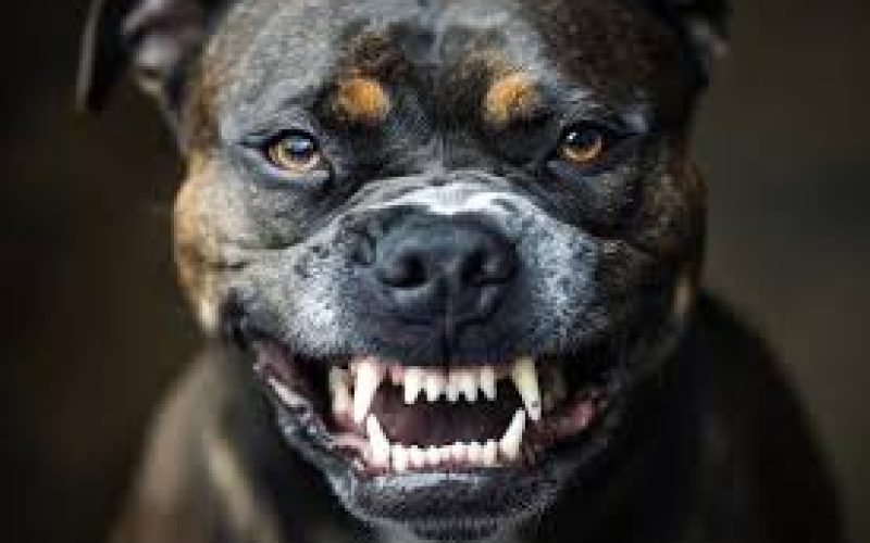 Justiça Animal: Pitbull Impede Sequestro e Ataca Suspeito
