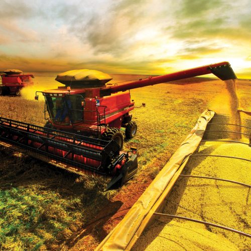 O Triunfo do Campo: Brasil Alimenta o Mundo!